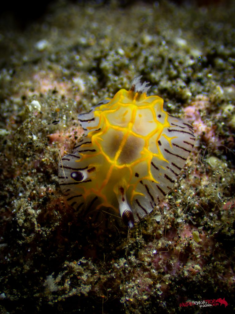 A Halgerda elegans nudibranch photographed while diving in Tulamben, Bali.