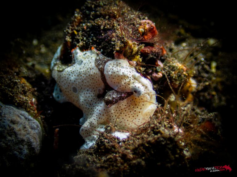 A painted frogfish (Antennarius pictus) photographed while diving in Tulamben, Bali.