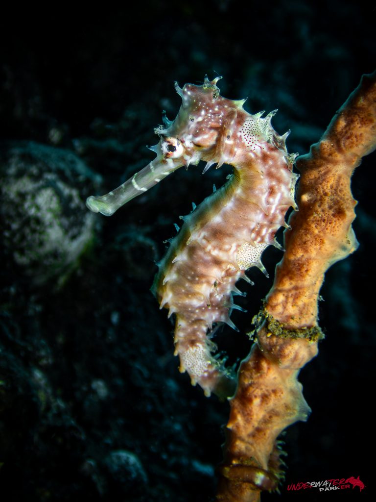 Seahorse holding onto coral photographed while diving in Tulamben, Bali