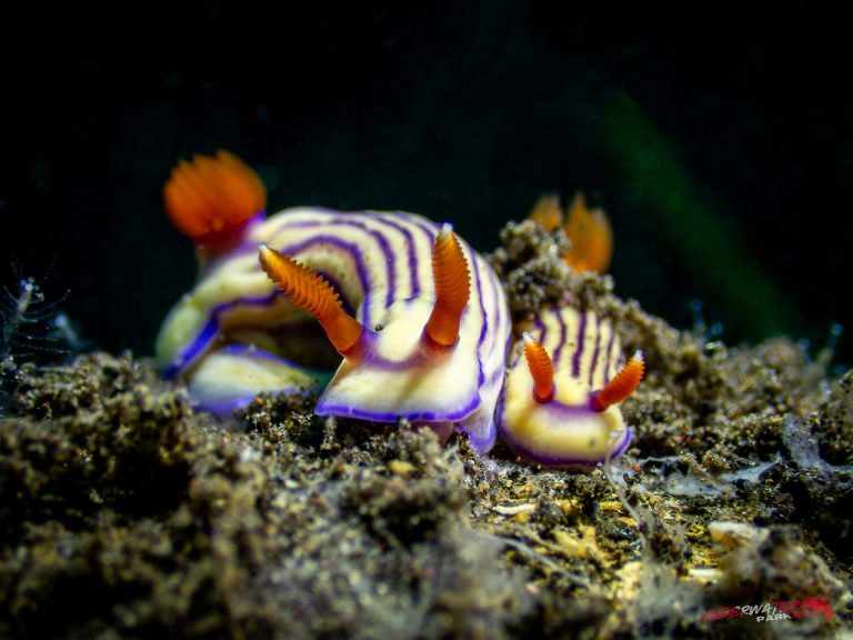 A pair of Hypselodoris whitei nudibranchs photographed while diving in Tulamben, Bali.