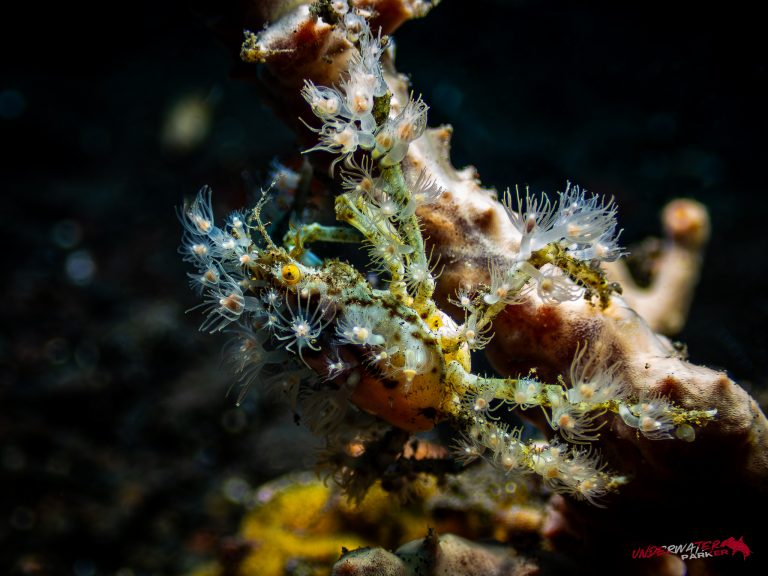 An Achaeus spinosus spider crab photographed while diving in Tulamben, Bali.