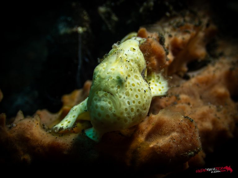 A frogfish photographed while diving in Tulamben, Bali.