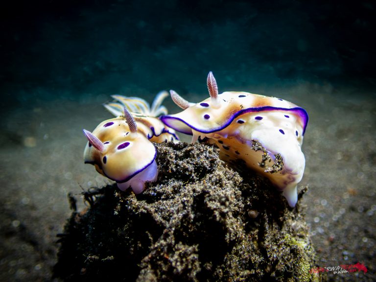 A pair of Hypselodoris tryoni nudibranchs photographed while diving in Tulamben, Bali.