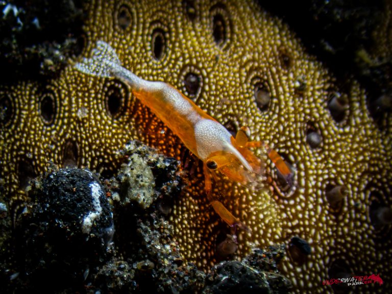 A juvenile emperor shrimp (Periclimenes imperator) photographed while diving in Tulamben, Bali.
