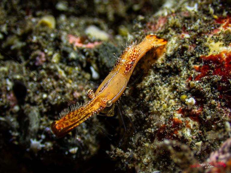 A Donald Duck Shrimp (Leander plumosus), also called the Longnose Shrimp, photographed in Tulamben, Bali.