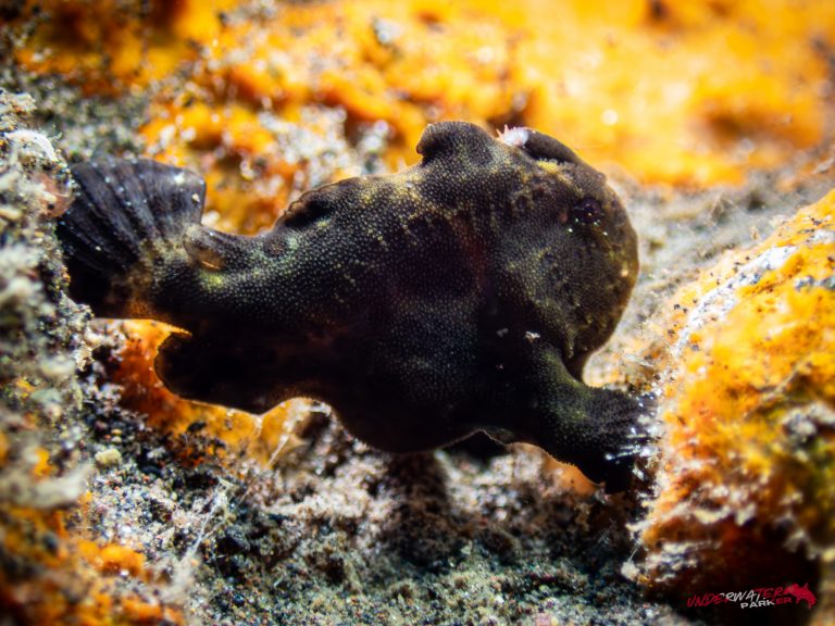 A frogfish resting on the reef, photographed while diving in Tulamben, Bali.