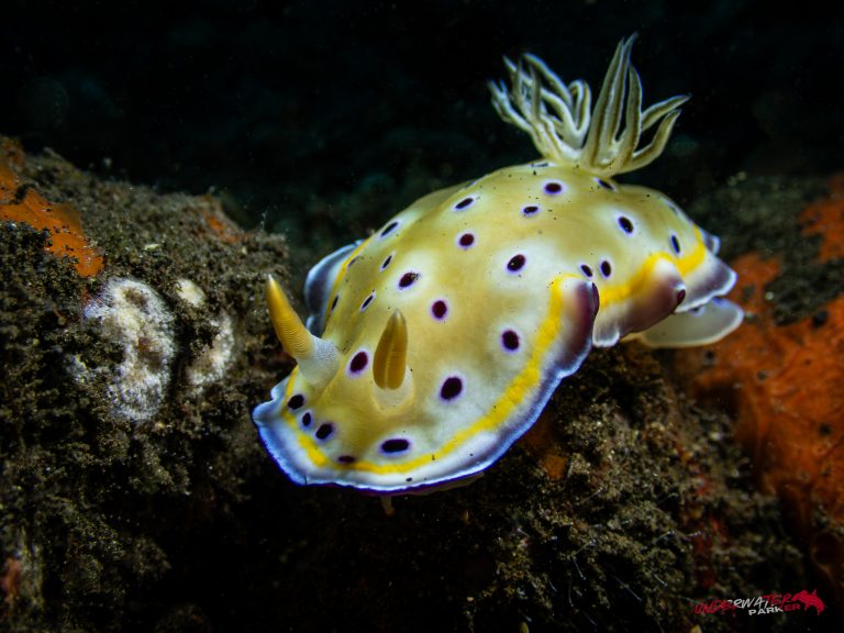 A Chromodoris kuniei nudibranch photographed while diving in Tulamben, Bali.