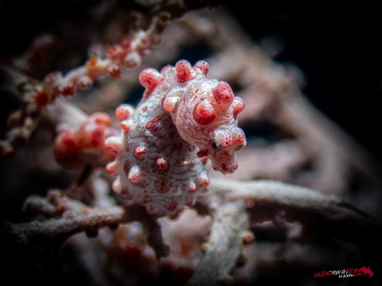 A tiny Bargibant’s Pygmy Seahorse blending perfectly into its coral home in Tulamben, Bali.