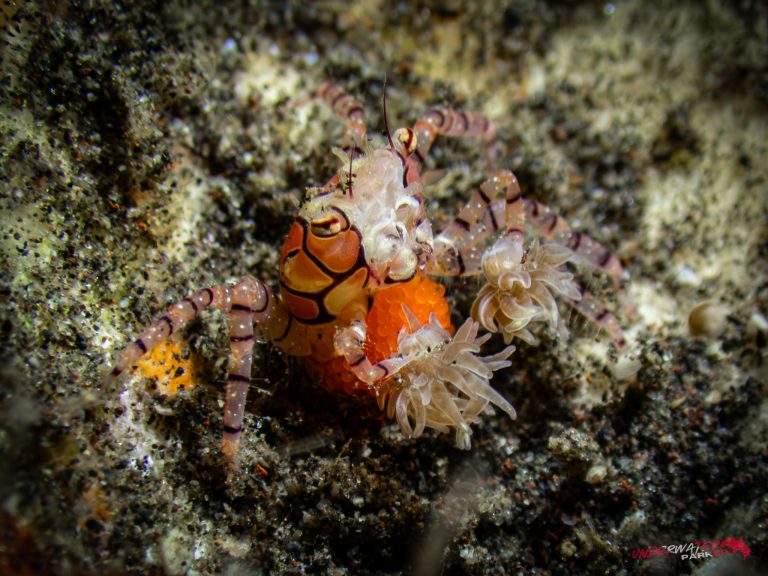 A boxer crab (Lybia edmondsoni) carrying eggs and holding its anemone “pom-poms” in Tulamben, Bali.