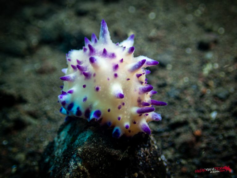 A Mexichromis multituberculata nudibranch photographed in Tulamben, Bali.