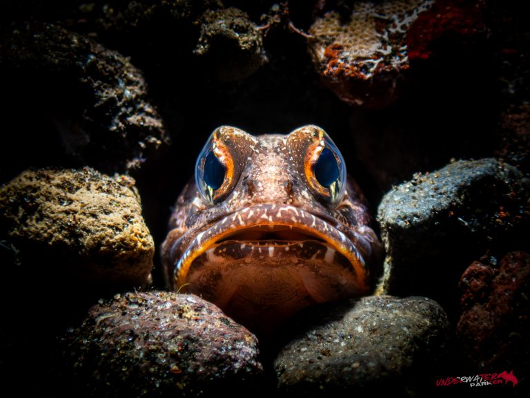 Jawfish peering out from its lair while diving in Tulamben, Bali