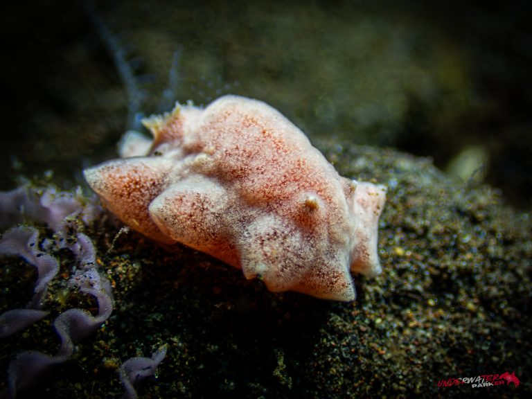 A Rostanga bifurcata nudibranch photographed in Tulamben, Bali.