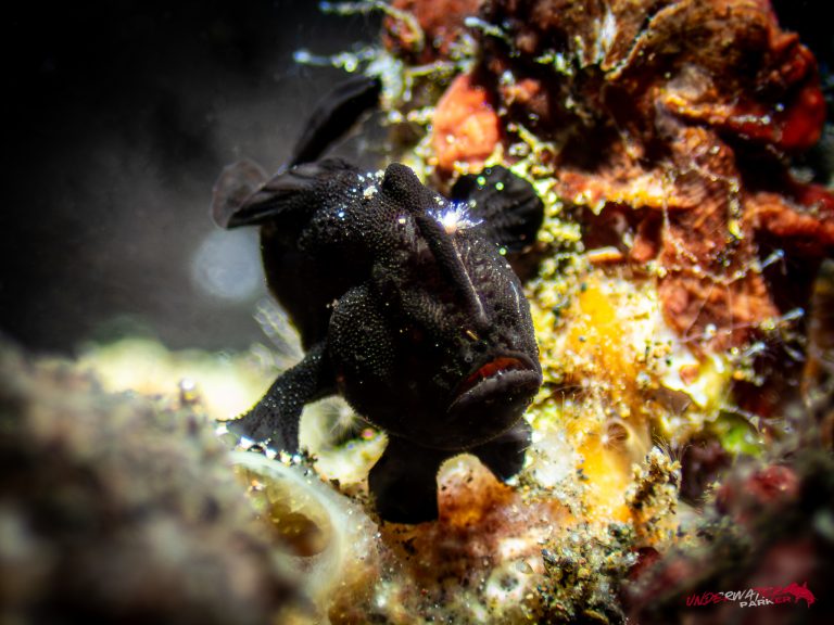 A black frogfish (Antennarius sp.) photographed while diving in Tulamben, Bali.
