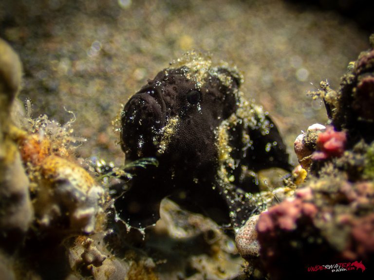 A juvenile frogfish photographed while diving in Tulamben, Bali.
