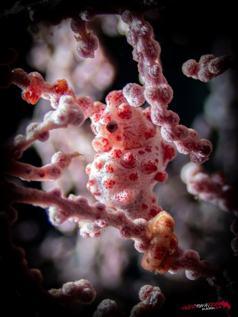 Bargibant’s Pygmy Seahorse (Hippocampus bargibanti) photographed in Tulamben, Bali
