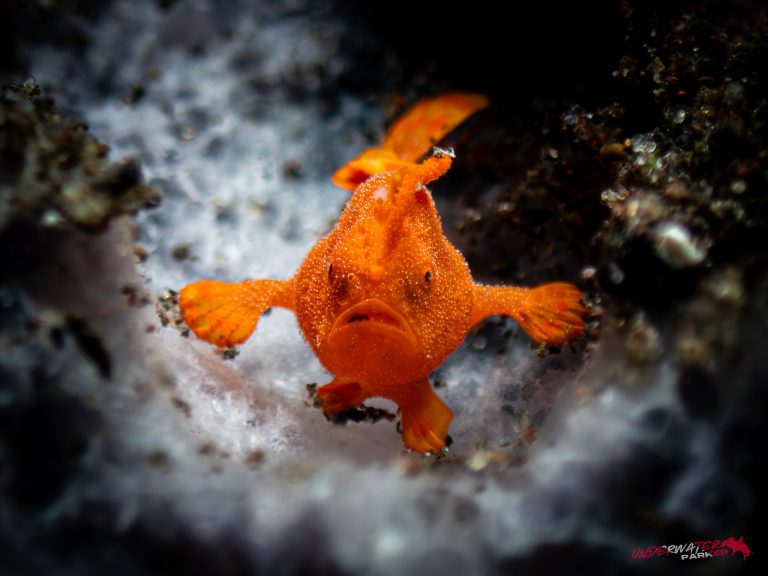 Juvenile painted frogfish (Antennarius pictus) face on, Tulamben, Bali