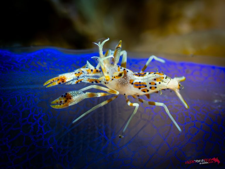A spiny tiger shrimp (Phyllognathia ceratophthalma) photographed in Tulamben, Bali.