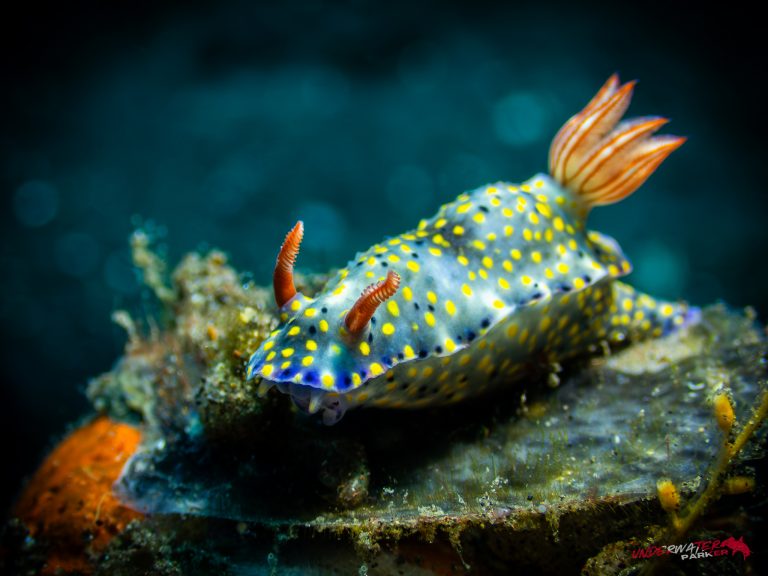 A Hypselodoris roo nudibranch photographed while diving in Tulamben, Bali.