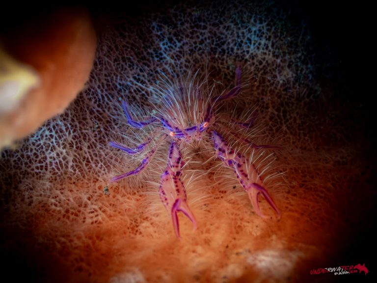 A hairy squat lobster (Lauriea siagiani) photographed in Tulamben, Bali.