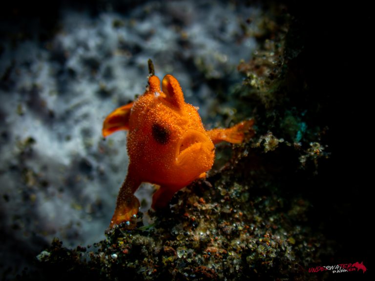 A juvenile painted frogfish (Antennarius pictus) photographed at an angle in Tulamben, Bali.