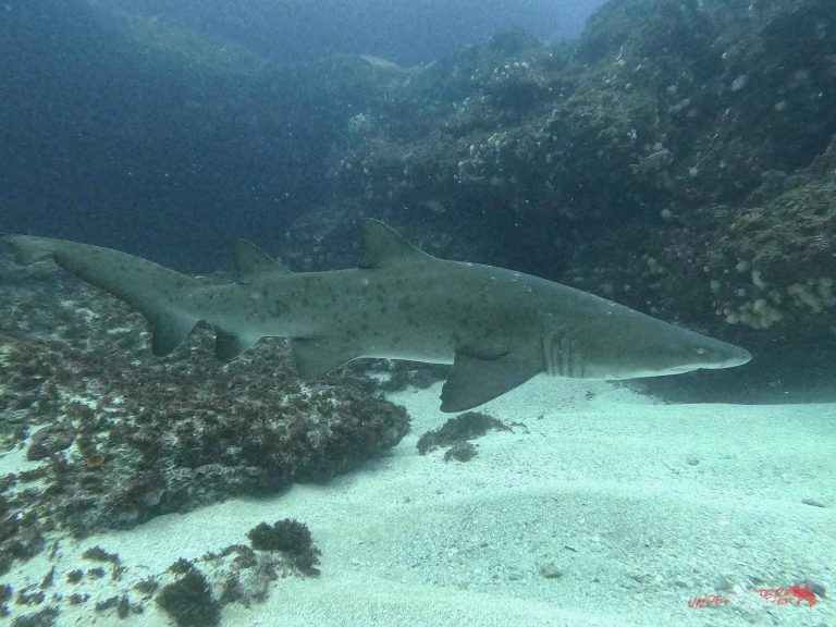 A Ragged Tooth Shark gliding effortlessly through the blue at Aliwal Shoal.