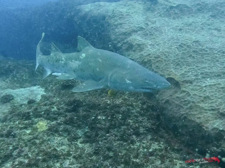 Ragged Tooth Shark swimming along the reef in Aliwal Shoal.