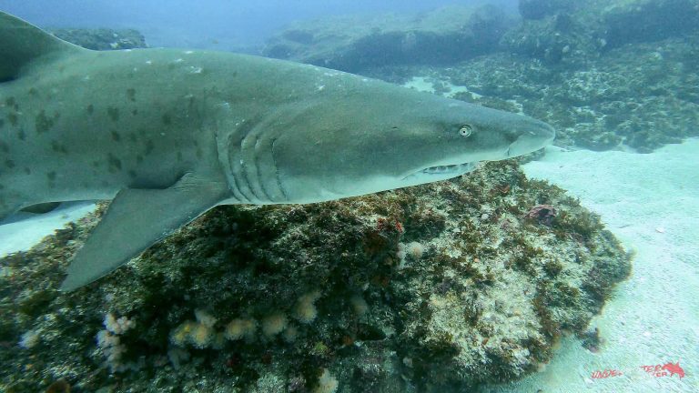 Close-up of a Ragged Tooth Shark while diving at Aliwal Shoal, South Africa