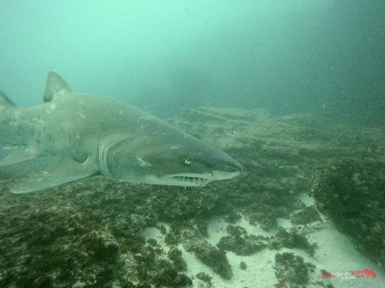A Ragged Tooth Shark swimming just past the camera at Aliwal Shoal.