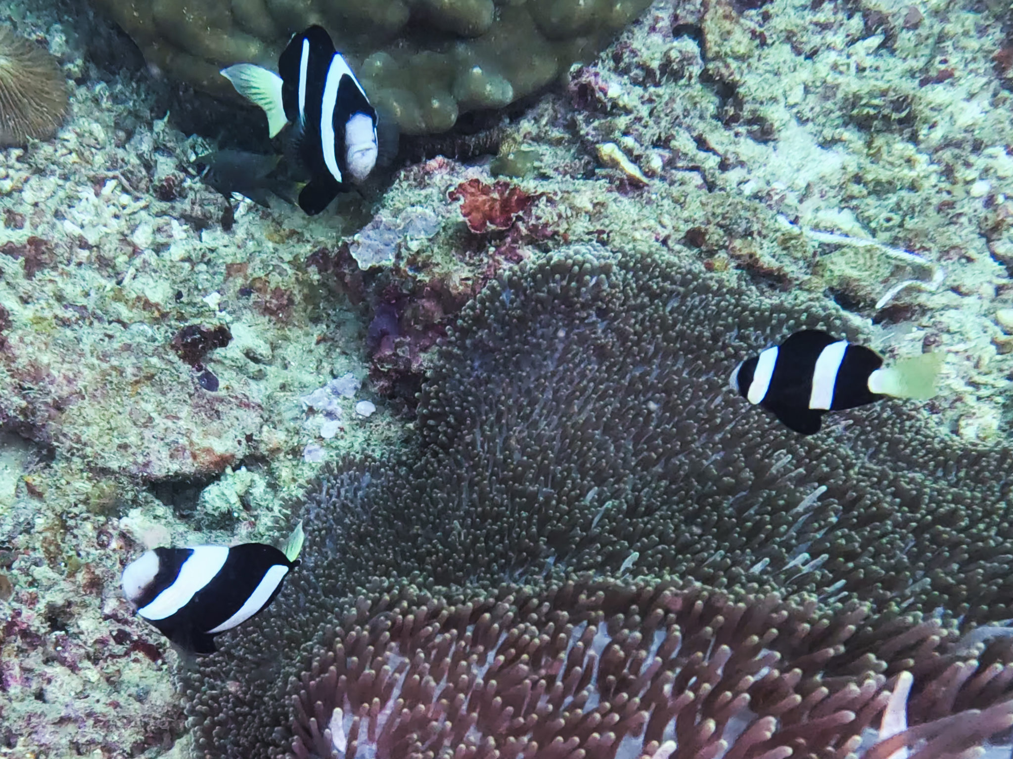 480946099_10161967151291281_113782219939414057_n