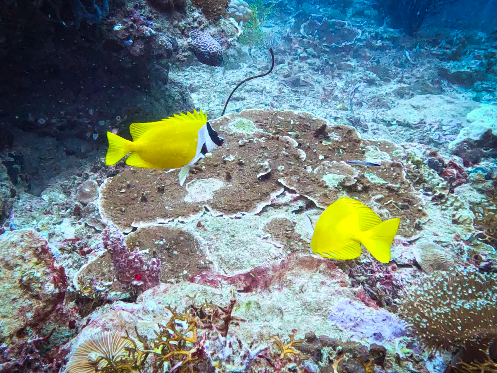 481052119_10161967151956281_8396634253097325881_n