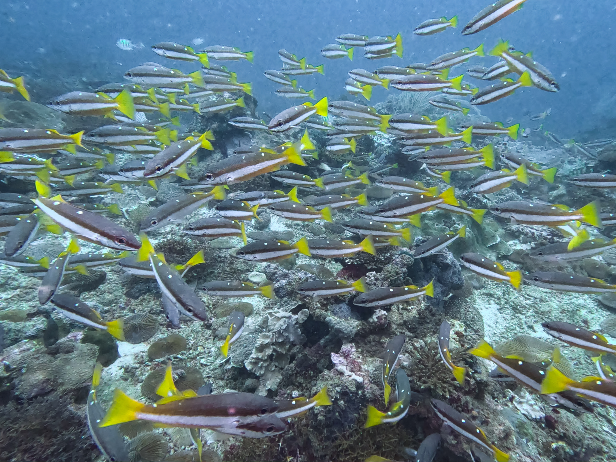 481164879_10161967151601281_6828580359401999680_n