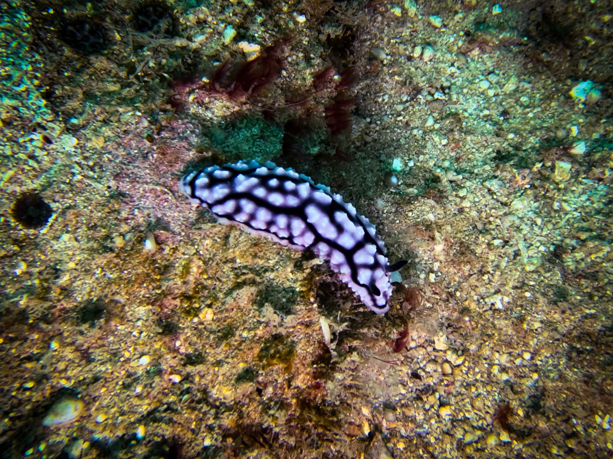 481192103_10161967150776281_7245736488785329151_n