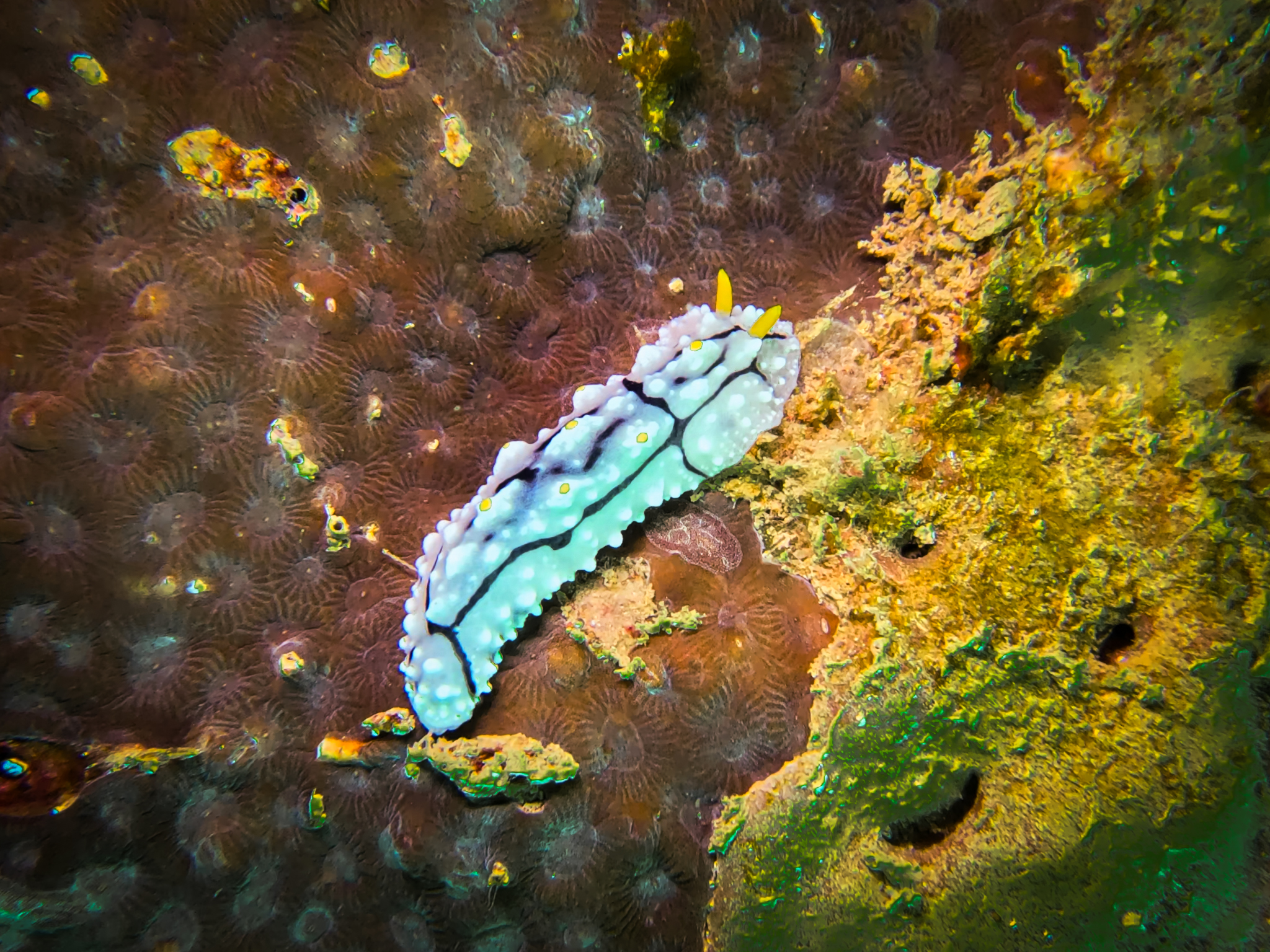 481265376_10161967150421281_5795999058915345463_n