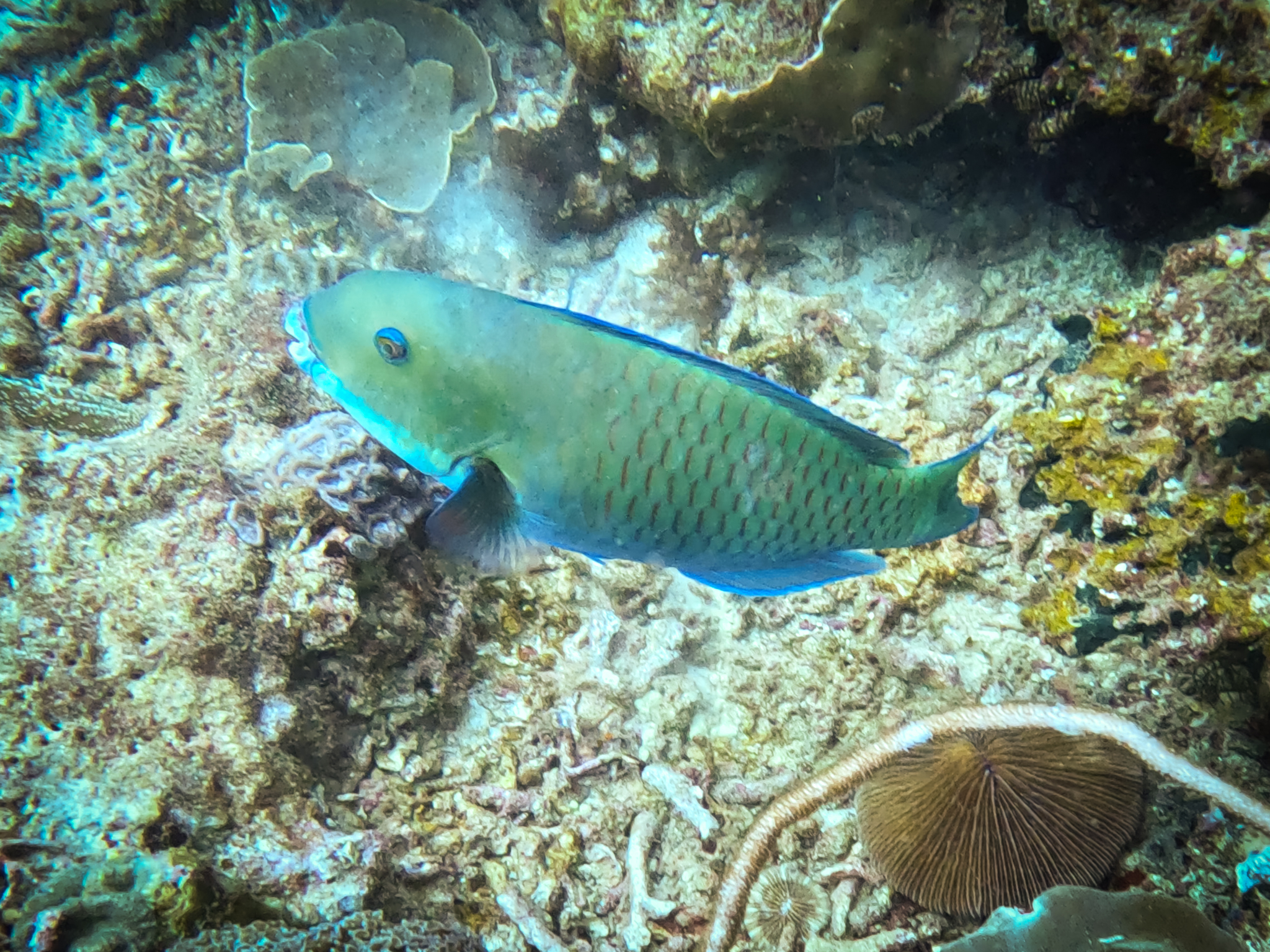 481502736_10161967152216281_4608730782502087210_n