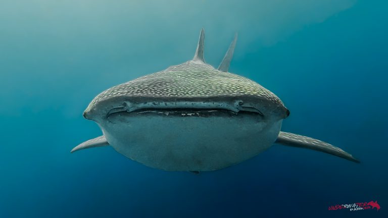 A whale shark (Rhincodon typus) swimming towards the camera while diving in Oslob, Philippines.