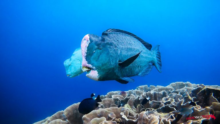 A male and female bumphead (humphead) parrotfish (Bolbometopon muricatum) photographed while diving at Sipadan Island, Malaysia.