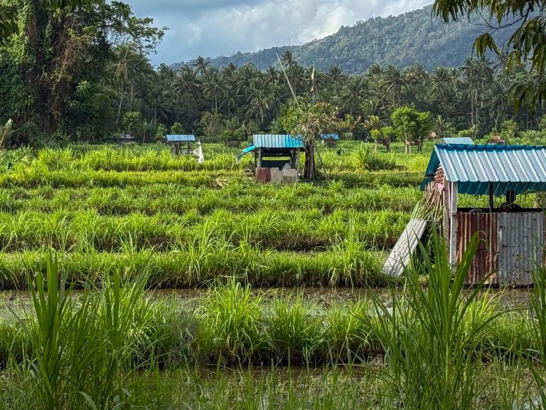 Paddy field landscape photographed in Candidasa, Bali