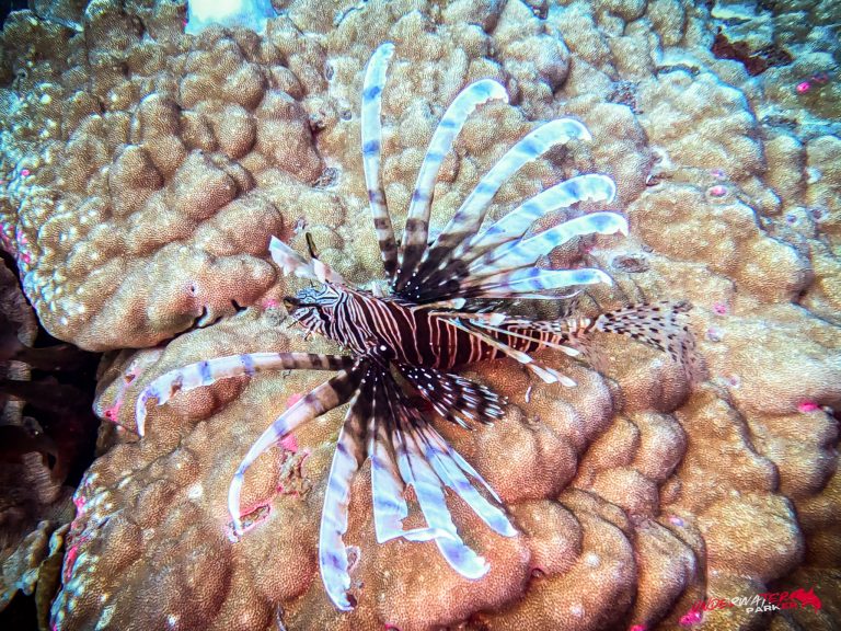 Underwater Parker – Dauin-002