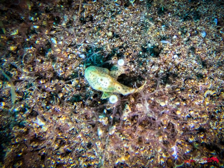 Underwater Parker – Dauin-003