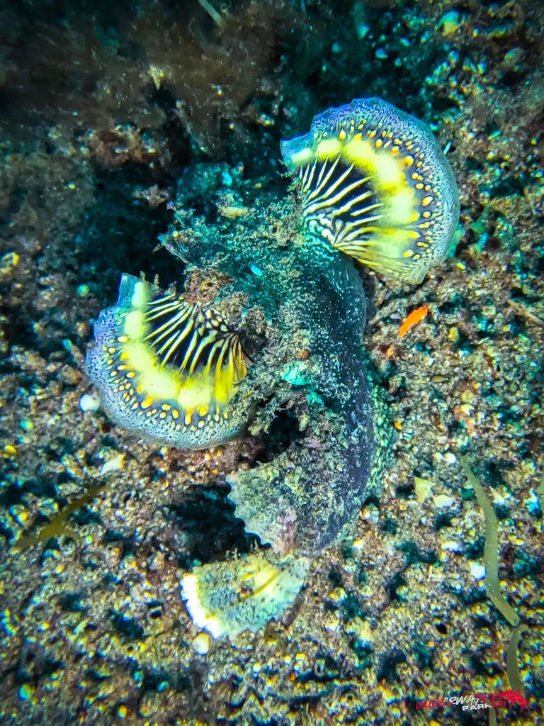 Underwater Parker – Dauin-004