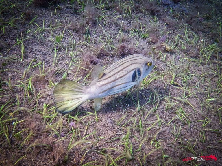 Underwater Parker – Dauin-006