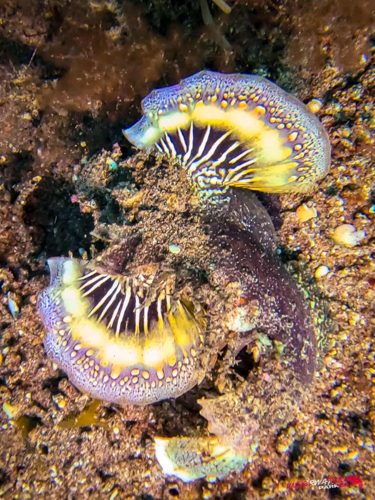 Underwater Parker – Dauin-007