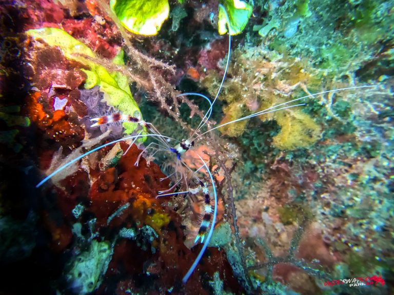 Underwater Parker – Dauin-008