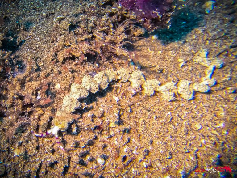 Underwater Parker – Dauin-009