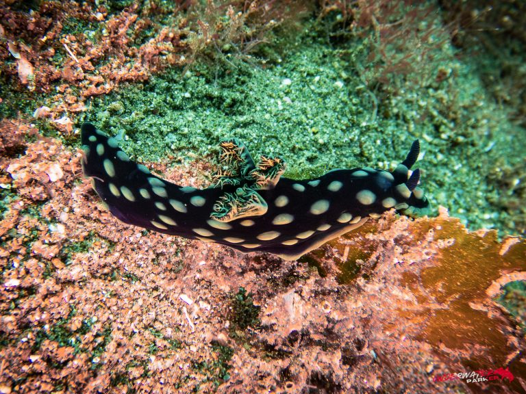 C:DCIM100GOPROG0021240.GPR