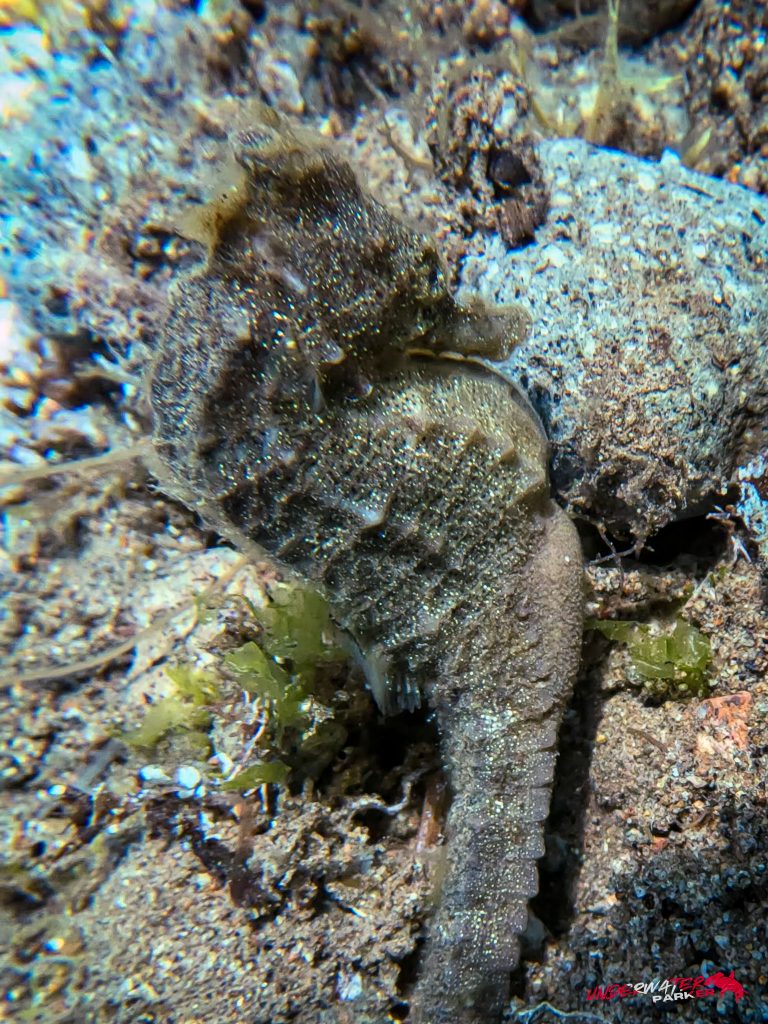 Underwater Parker – Dauin-011
