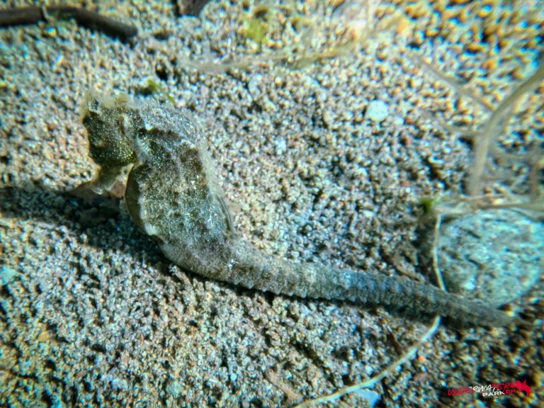 Underwater Parker – Dauin-012