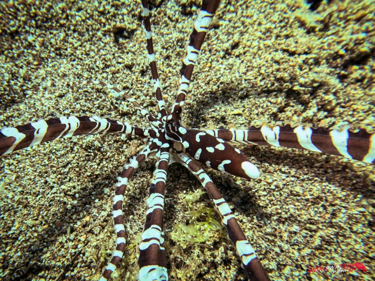 Close-up of a Wonderpus (Wonderpus photogenicus) photographed while scuba diving at Secret Corner, Dauin, Philippines.
