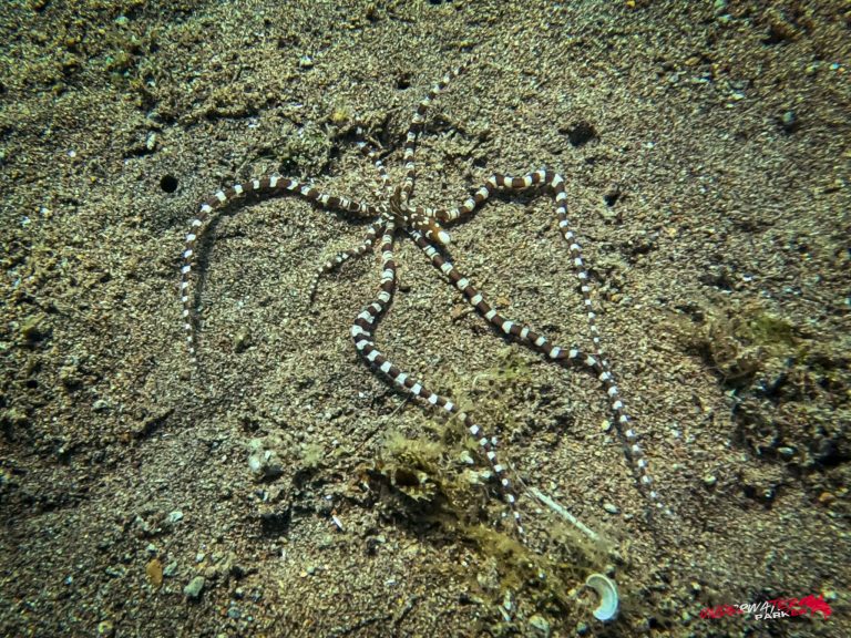 Wonderpus (Wonderpus photogenicus) photographed while scuba diving at Secret Corner, Dauin, Philippines