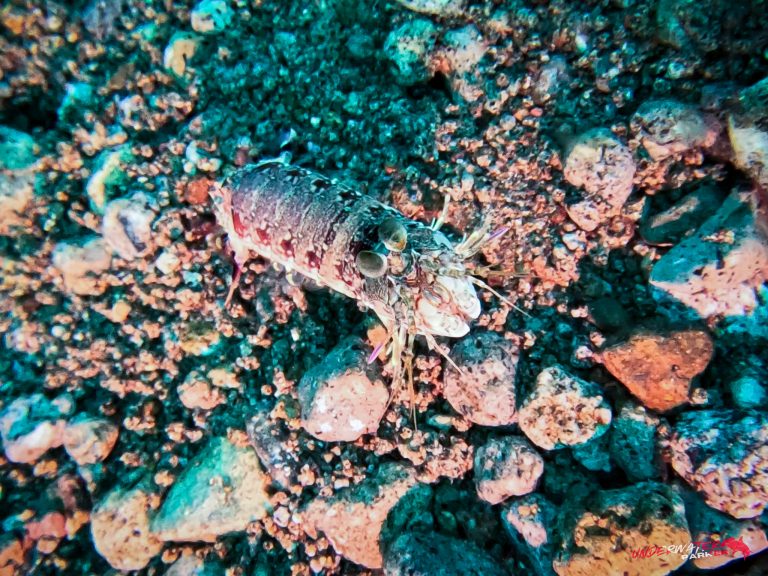 Underwater Parker – Dauin-015